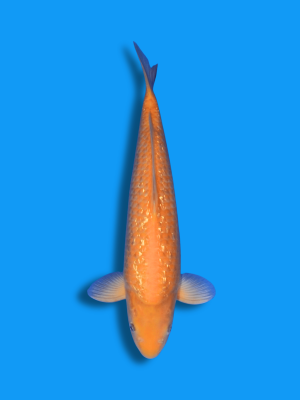 Ginrin Karashigoi | Koi&Co.